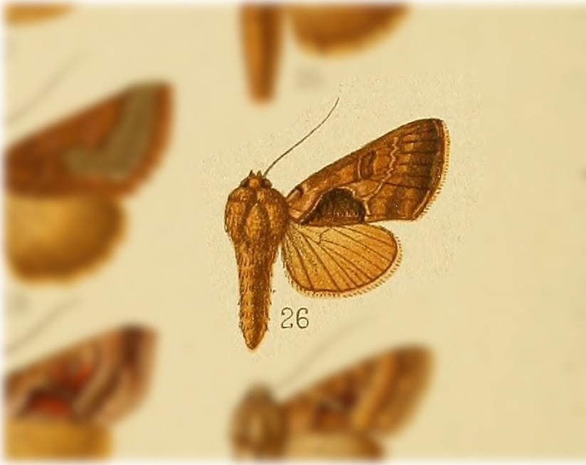 Autoplusia phocina