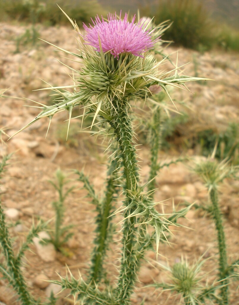 Carduus chevallieri