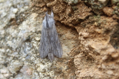 Cucullia chamomillae