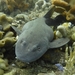 Blind Shark - Photo (c) mick613, some rights reserved (CC BY-NC)