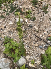 Chenopodium acuminatum virgatum