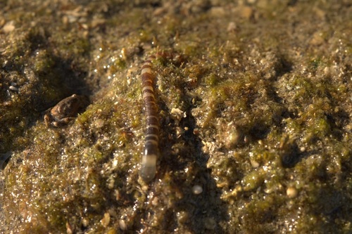 Phascolosoma puntarenae observed 2014-08-24