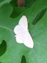 Scopula floslactata