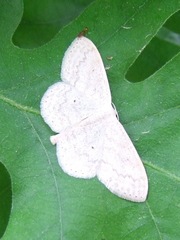Scopula floslactata