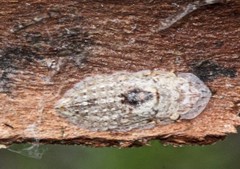 Stenocotini