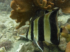 Chelmonops truncatus