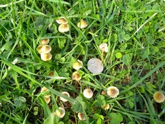 Mycena olivaceomarginata