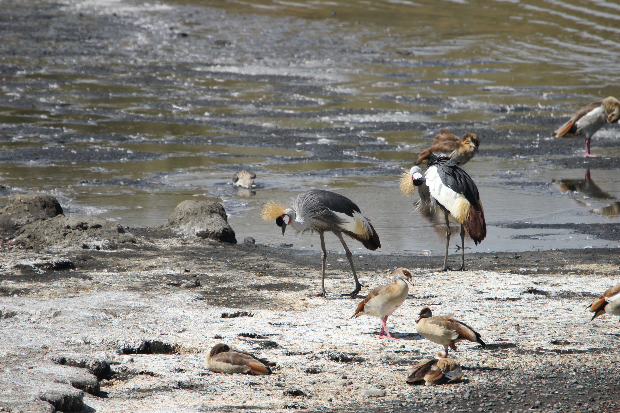Grey Crowned Crane