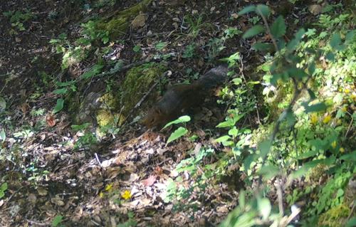 Forrest's Rock Squirrel (Sciurotamias forresti) — Least Concern Mammalia