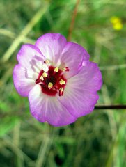Clarkia franciscana