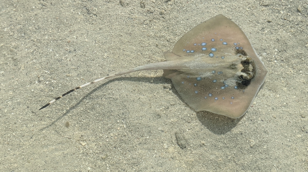 Bobward's Maskray