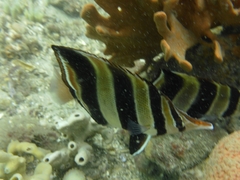 Chelmonops truncatus