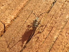 Hexatricha pulverulenta