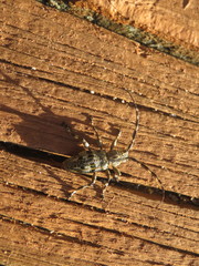 Hexatricha pulverulenta