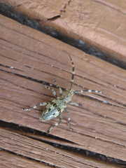 Hexatricha pulverulenta