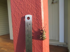 Hexatricha pulverulenta