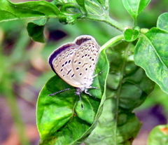 Zizeeria knysna