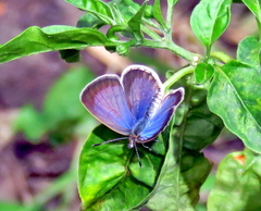 Zizeeria knysna