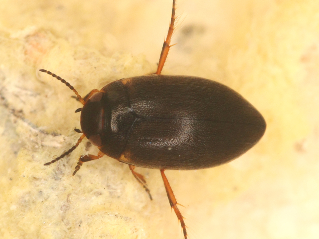 Hydroporus in May 2023 by zmrdk. In a puddle, MTB 5002 · iNaturalist