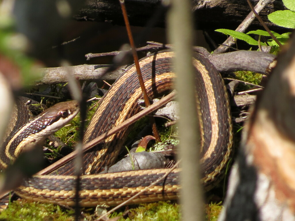 Common Ribbon Snake from Beaufort County, NC, USA on April 13, 2016 at ...