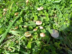 Mycena olivaceomarginata
