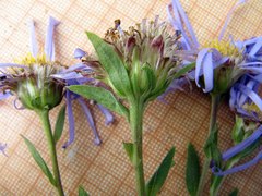 Aster maackii