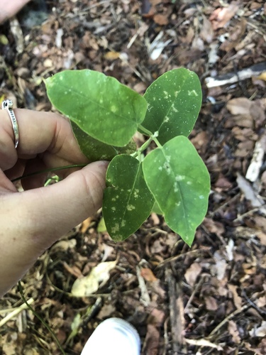 Araujia sericifera