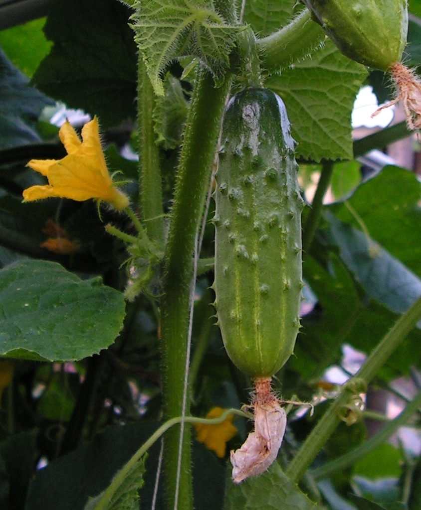 Cucumis sativus