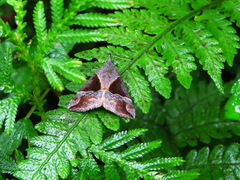 Hypena trigonalis