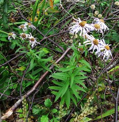Aster maackii