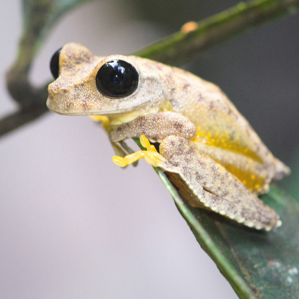 Indonesian Big-Eyed Treefrog