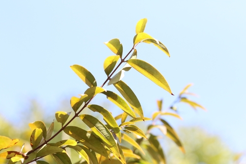 Image of Cratoxylum cochinchinense by no rights reserved