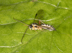 Diplazontinae