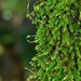 Smooth Hook Moss - Photo (c) Michael J. Papay, some rights reserved (CC BY), uploaded by Michael J. Papay