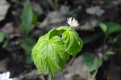 Hydrastis canadensis