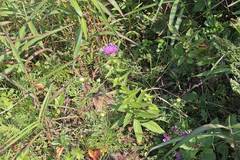 Cirsium vlassovianum
