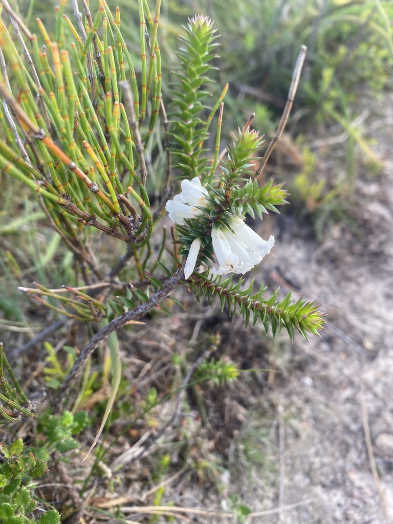 Common Heath from Beowa National Park, Green Cape, NSW, AU on January ...