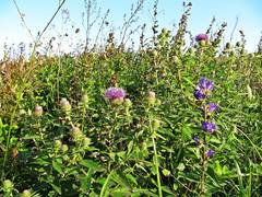 Cirsium vlassovianum