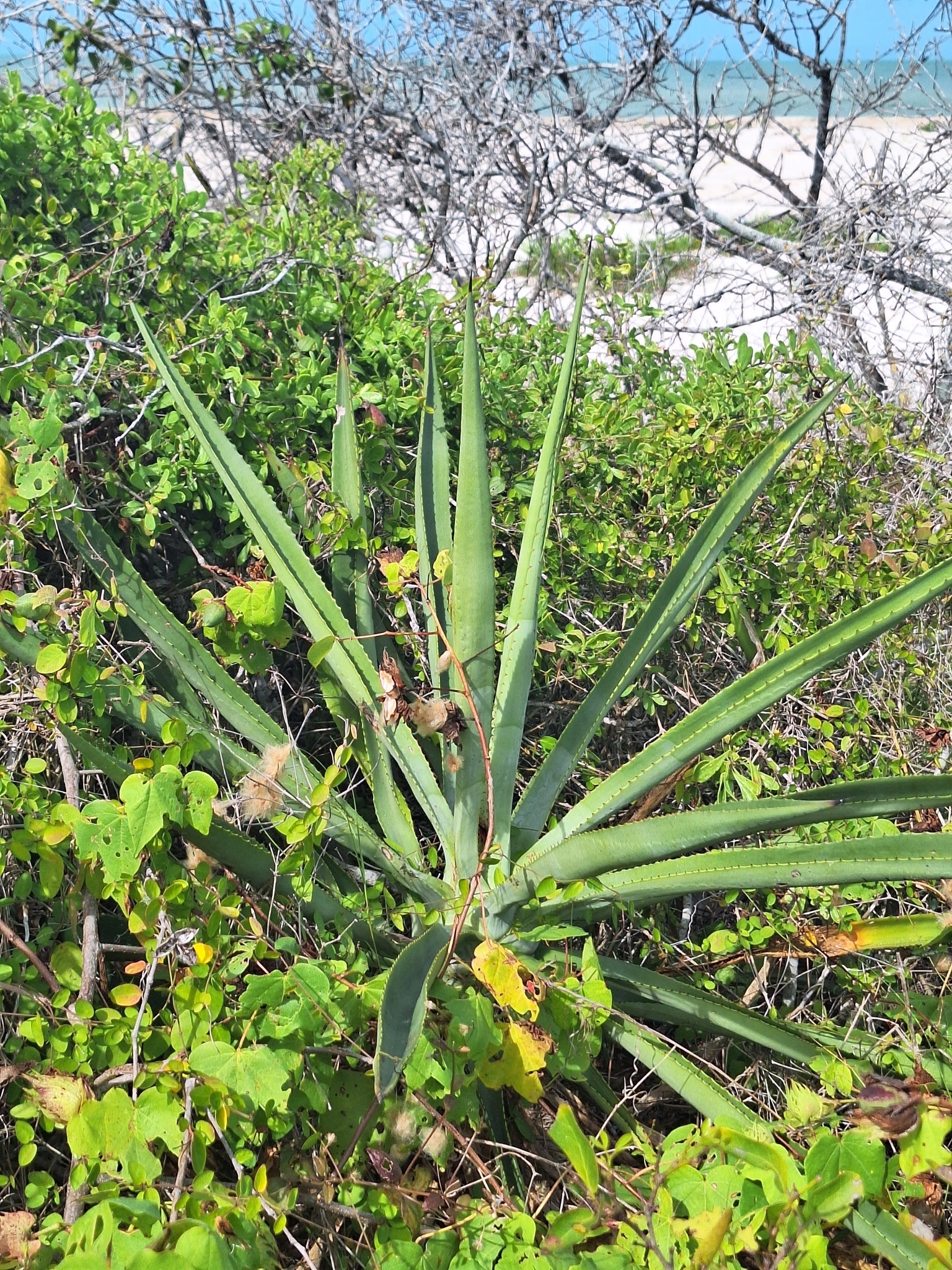 Imagem de Sisal