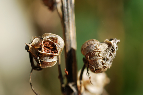 Cardinal Flower seedling
