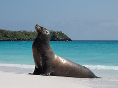 Galapagos Sea Lion photo 3