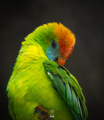 Philippine Hanging Parrot photo 3
