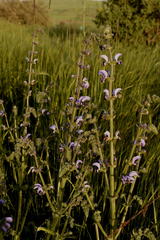 Salvia indica