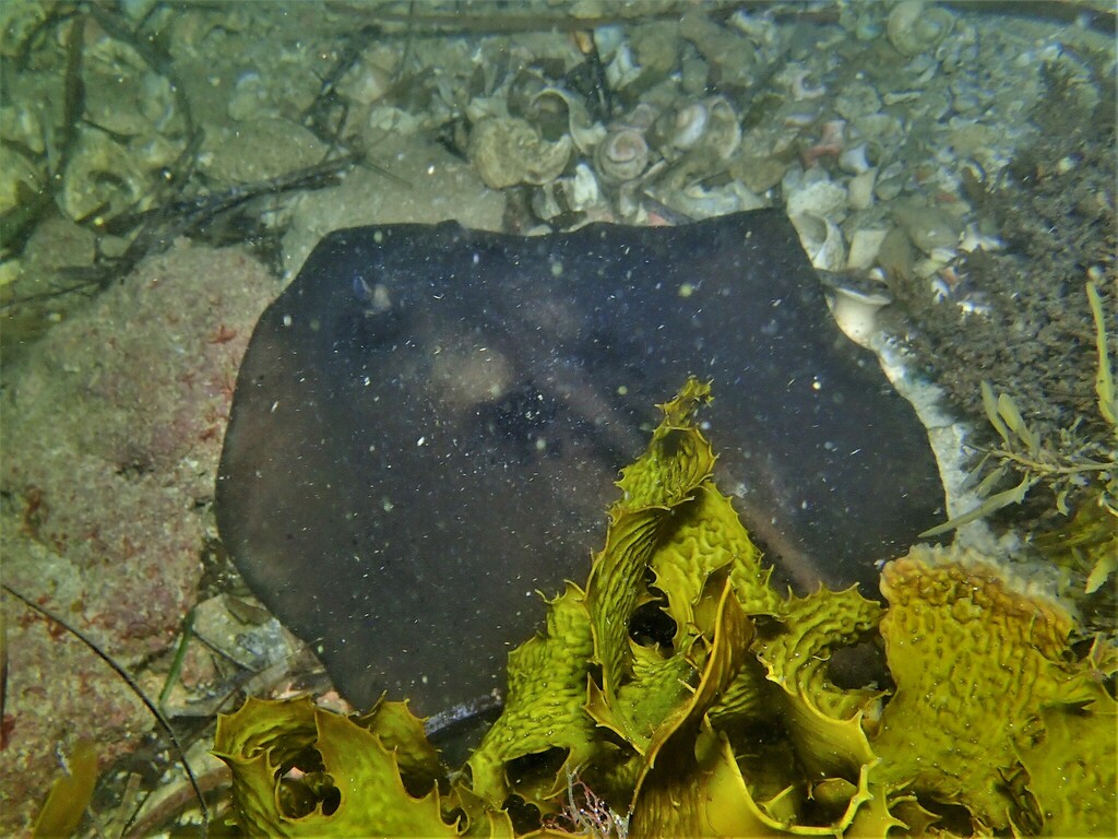 Striped Stingaree from BoyInABoat Reef, Hillarys, Joondalup, WA