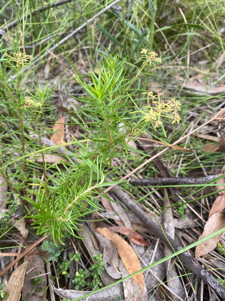 Poranthera corymbosa from Beowa National Park, Green Cape, NSW, AU on ...