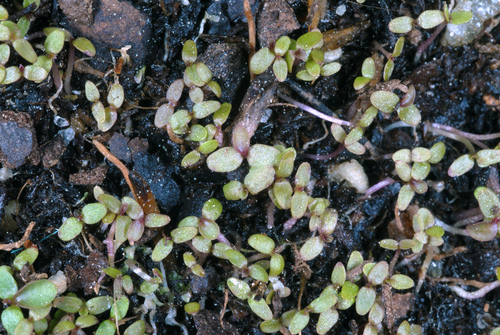 Lobelia cardinalis