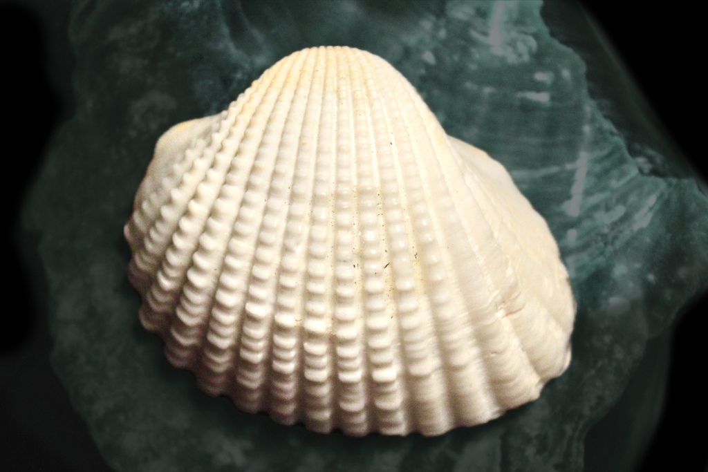 Ark Clams