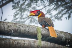 Rufous Hornbill photo 5