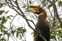 Rufous Hornbill photo 4