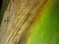 Arecopais spectabilis